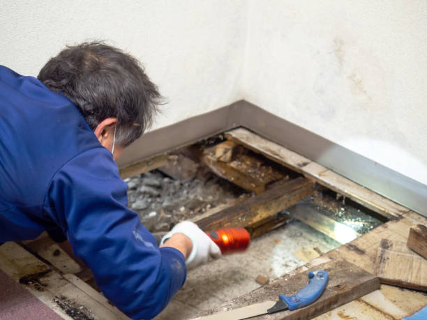 Best Mold Testing  in Calumet Park, IL