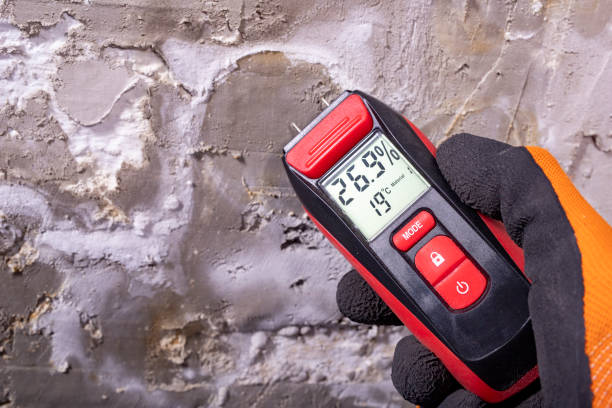 Best Black Mold Removal  in Calumet Park, IL