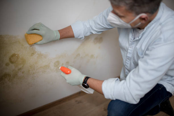 Best Mold Damage Repair  in Calumet Park, IL