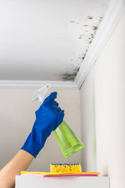 Best Crawl Space Mold Removal  in Calumet Park, IL